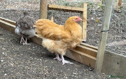 Chickens poultry for sale: 🐣 Beautiful Orpington Chicks & Cockerels for Sale - Image 6