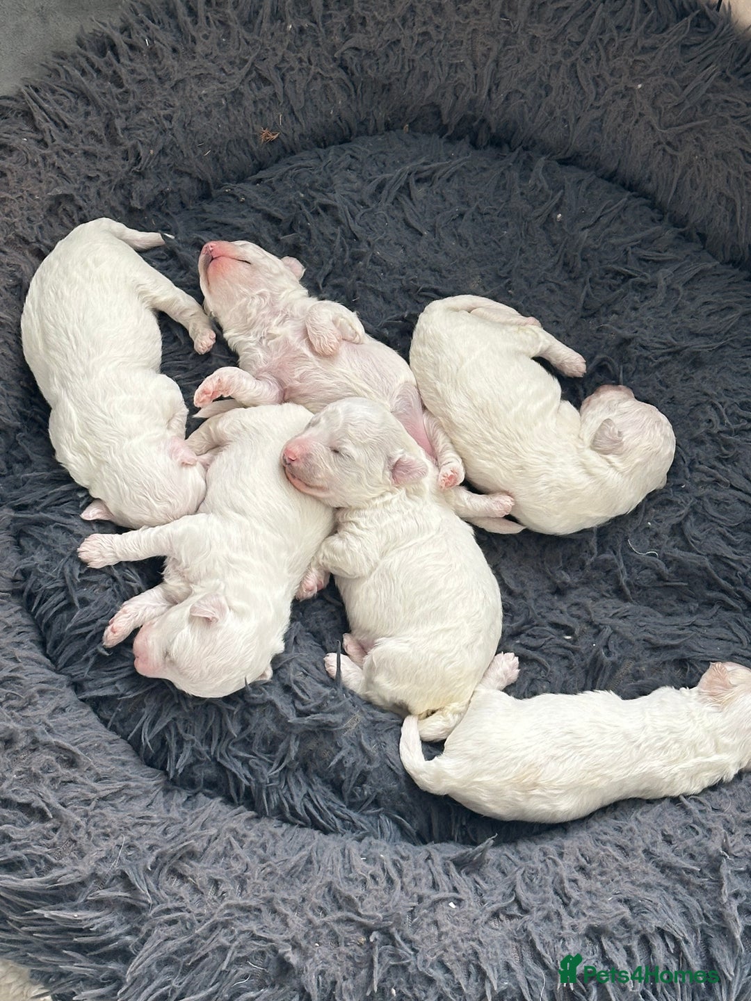 Bichon Frise dogs for sale: Bichon Frise puppies   - Image 2