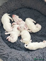 Bichon Frise dogs - Advert 9