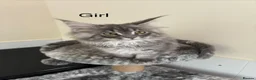 Maine Coon cats for sale: Pure breed Maine coon kittens  - Advert 9