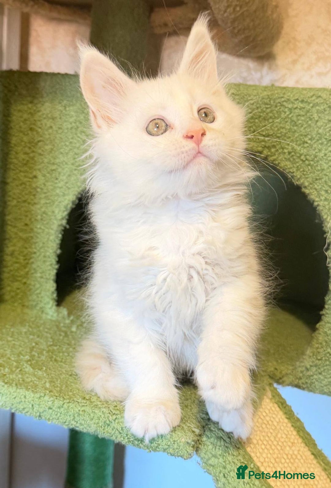 Maine Coon cats for sale: Beautiful Maine Coon Kittens - Advert 2