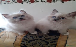 Ragdoll cats for sale: Original purebred Ragdoll kittens.Girl and boy. - Image 2