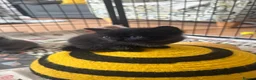 Mixed Breed cats for sale: For sale 3 boys 3 girls - Advert 2