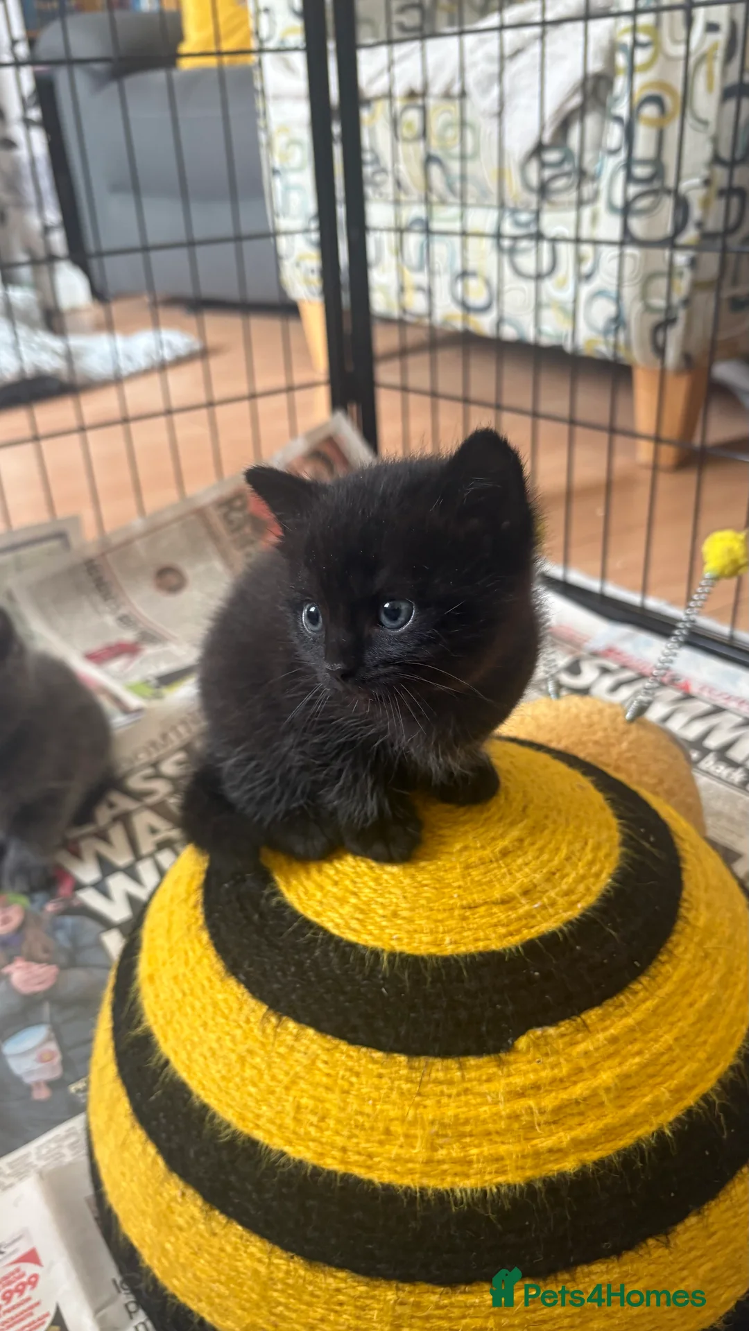 Mixed Breed cats for sale: For sale 3 boys 3 girls - Advert 2