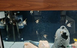Angelfish fish for sale: Beautiful Angelfish marble - Image 2