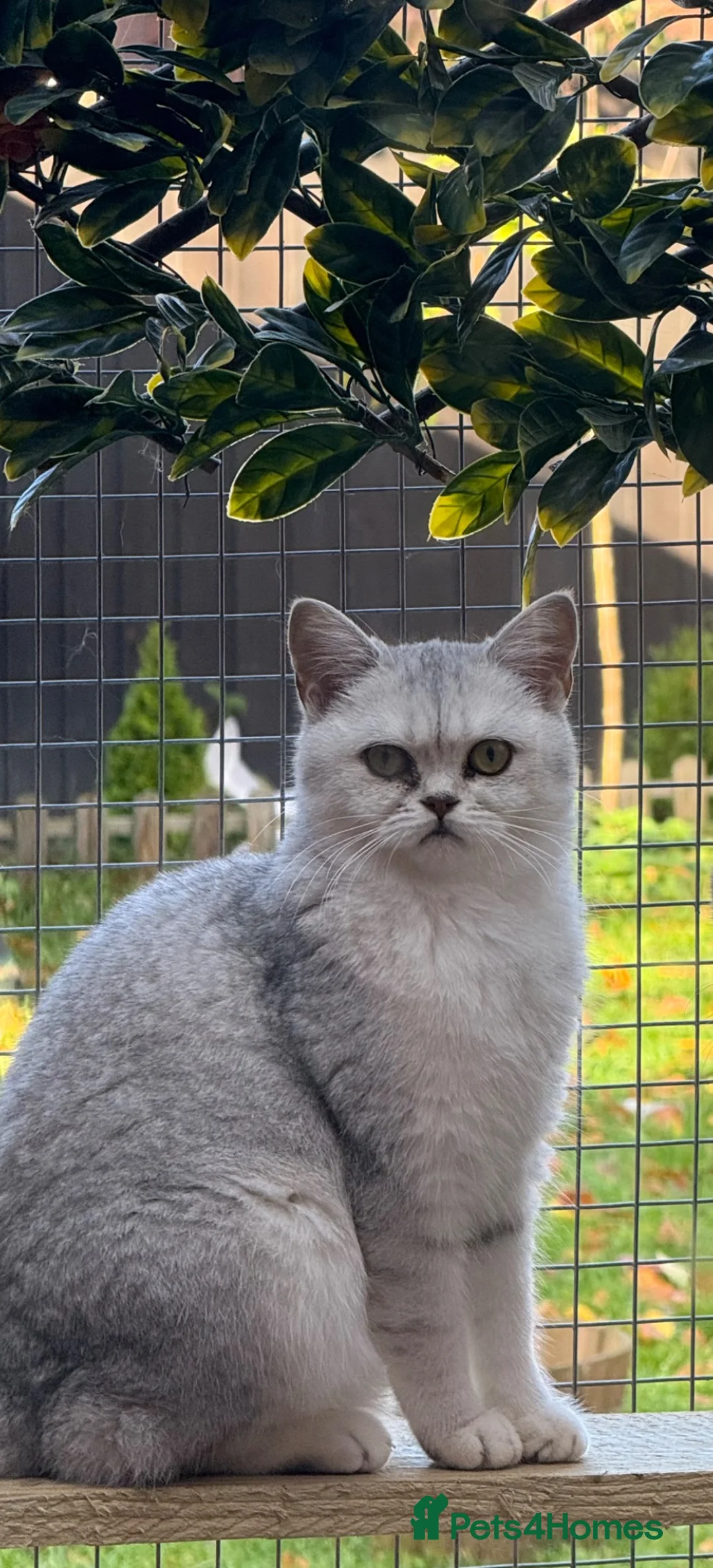 British Shorthair cats for sale: British shorthair female  - Advert 3