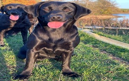 Labrador Retriever dogs for sale: 3 black dogs available  - Image 9