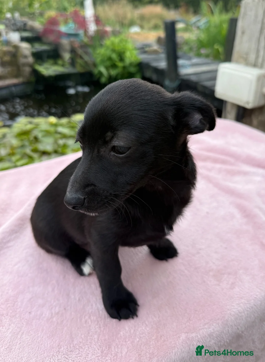 Mixed Breed dogs for sale: Jack x Pom puppies  in Bootle - Advert 2
