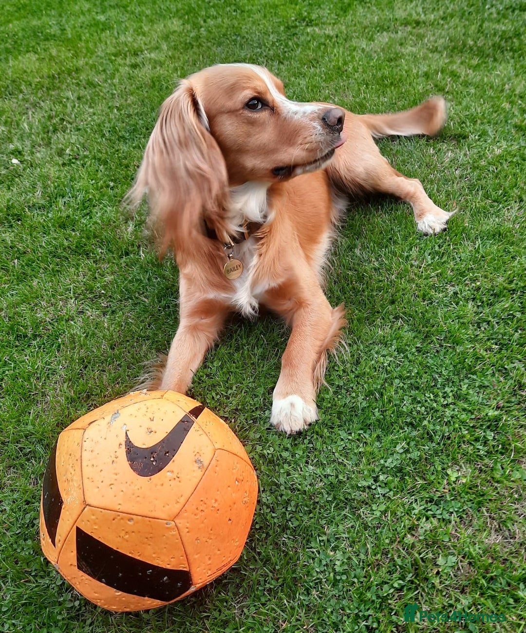 Cocker Spaniel dogs for stud: Cocker Spaniel (working variety) for Stud - Image 2
