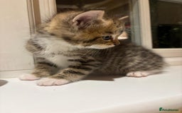 Mixed Breed cats for sale: 3 gorgeous boys mix breed - Image 19