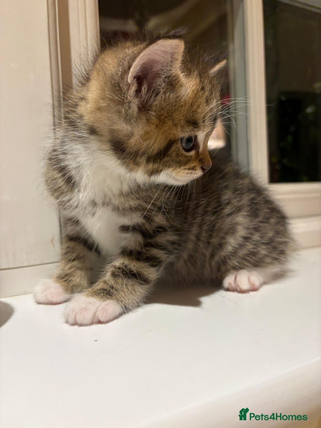 Mixed Breed cats for sale: 3 gorgeous boys mix breed - Image 19