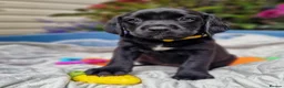 Springador dogs for sale: BEAUTIFUL SPRINGADOR PUPPIES - Advert 31