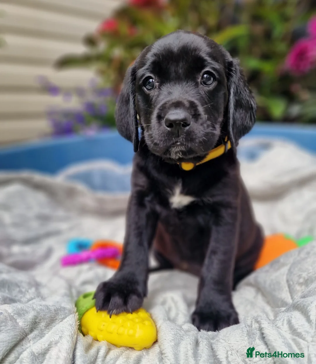 Springador dogs for sale: BEAUTIFUL SPRINGADOR PUPPIES - Advert 31