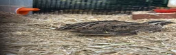 Quail poultry for sale: Mixed quail. 6 weeks old. Male and female.  - Advert 5