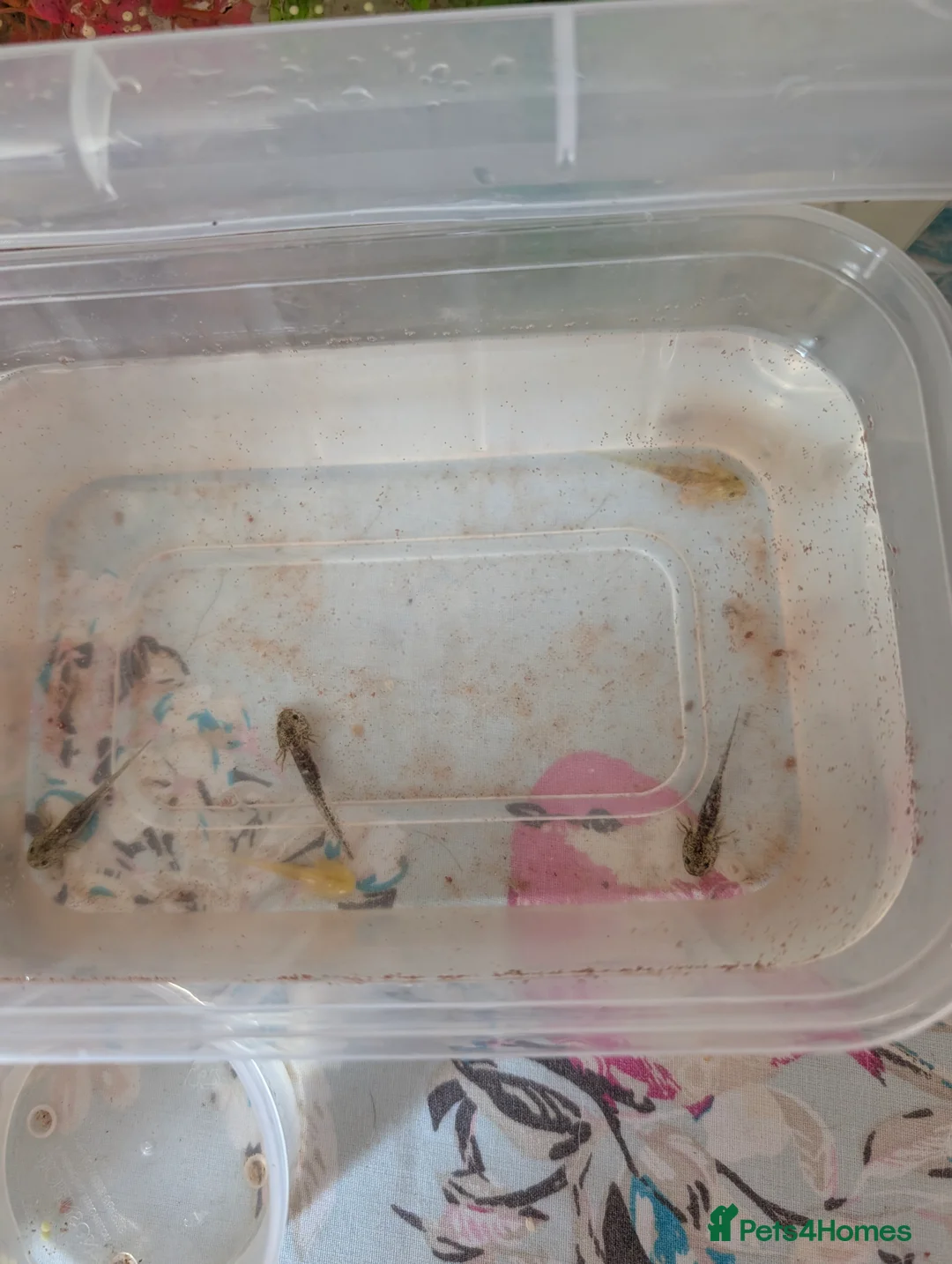 Axolotl reptiles for sale: Axolotl eggs and babies - Advert 2