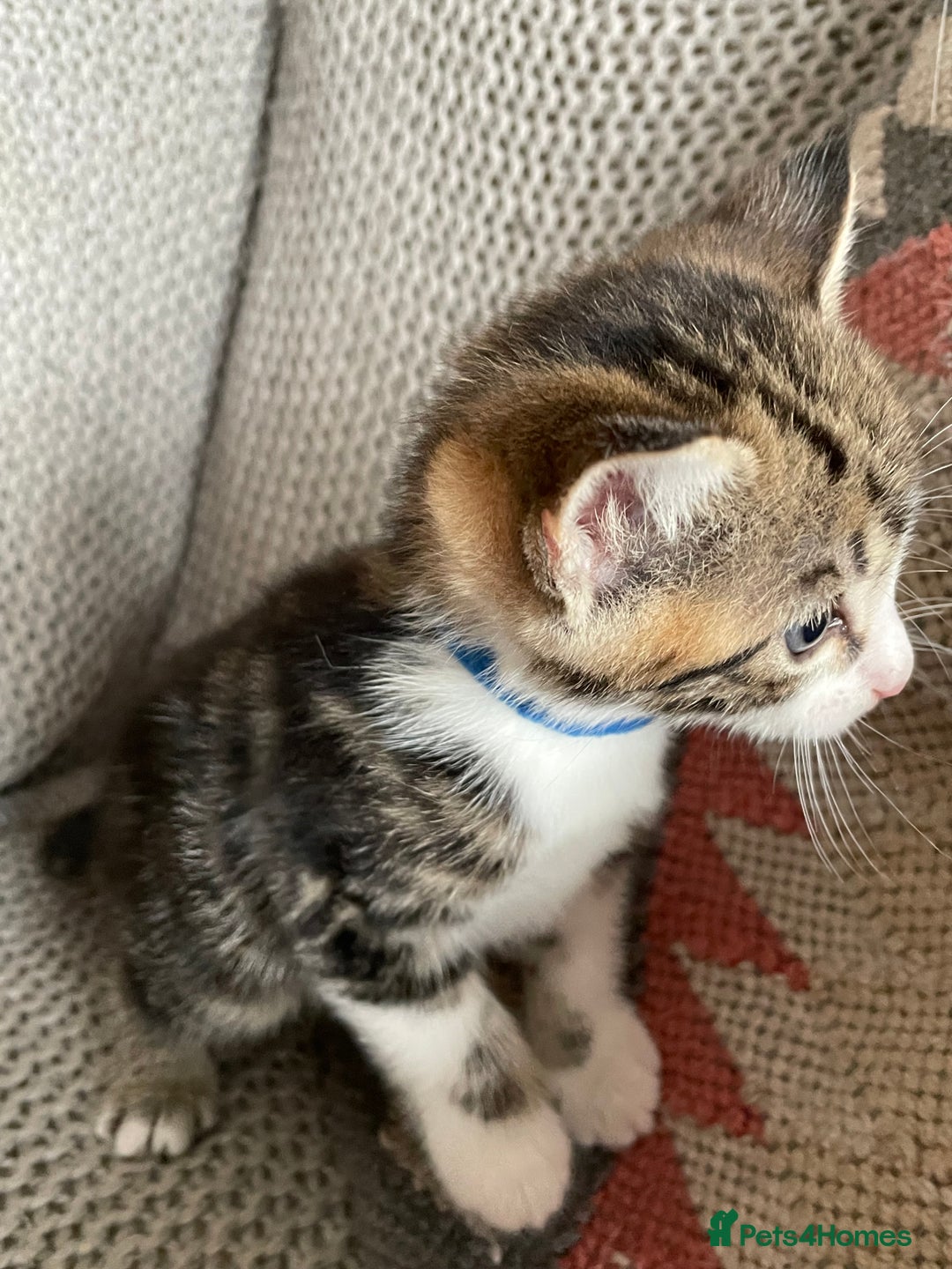 European cats for sale: Beautiful Tabby kittens  - Image 9