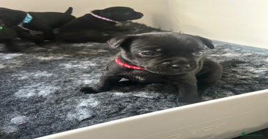 Staffordshire Bull Terrier dogs - Advert 10