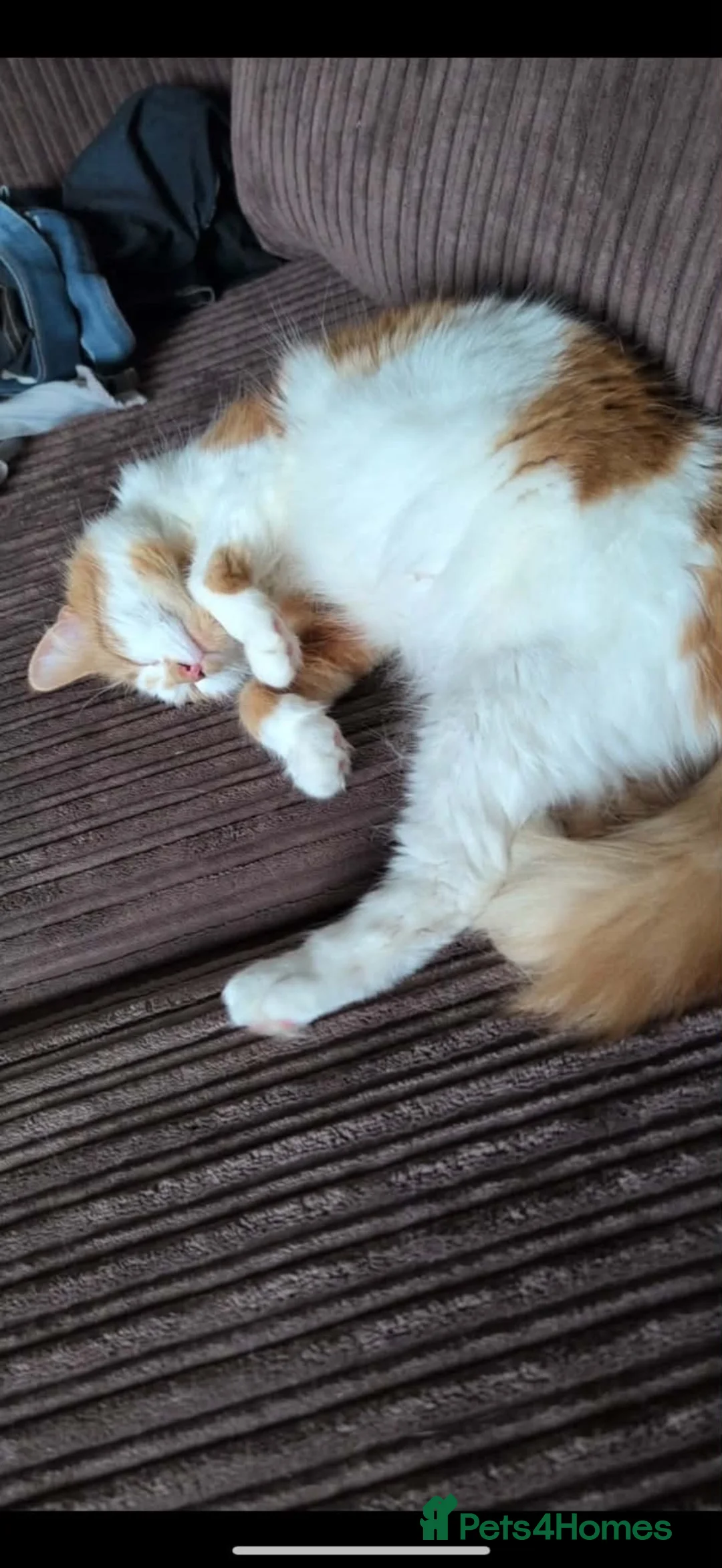 Domestic Shorthair cats for sale: Beautiful ginger cat looking for a loving new home - Advert 5