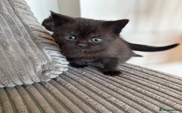 British Shorthair cats for sale: British shorthair kittens  - Image 14