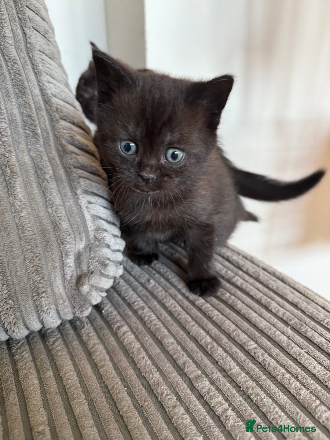 British Shorthair cats for sale: British shorthair kittens  - Image 14