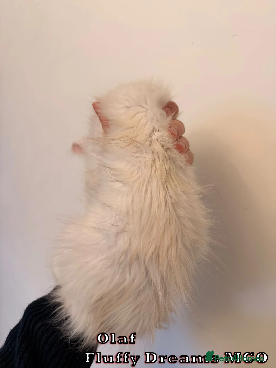 Maine Coon cats for sale: Olaf & Lilo active or non-active TICA REGISTRATION - Advert 5