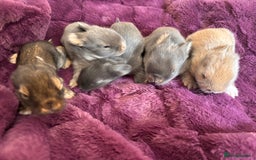 Mini Lion Lop rabbits for sale: Mini lion lops  - Image 4