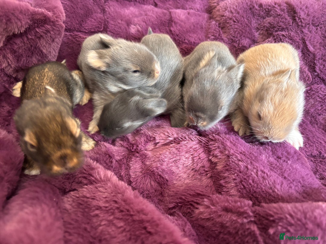 Mini Lion Lop rabbits for sale: Mini lion lops  - Image 4