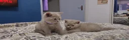 British Shorthair cats for sale:  *READY TO GO* beautiful British shorthair/ long - Advert 4