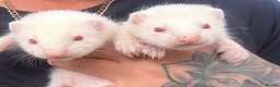 Ferret rodents for sale: Albino ferret kits  - Advert 3