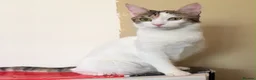 Mixed Breed cats for adoption: “Special Needs” 3 Legged Charlotte in St Albans - Advert 7