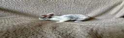 Rex rabbits for sale: Last one! Lovely mini Rex boy  - Advert 6