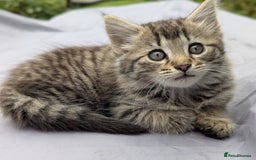 European cats for sale: Beautiful, friendly and playful kittens - Image 1