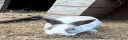 Mixed Breed rabbits for sale: 2 males mini Lop x  in Cullompton - Advert 4