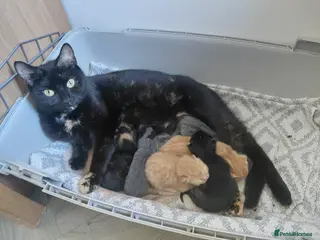 Mixed Breed cats Kittens - Advert 4