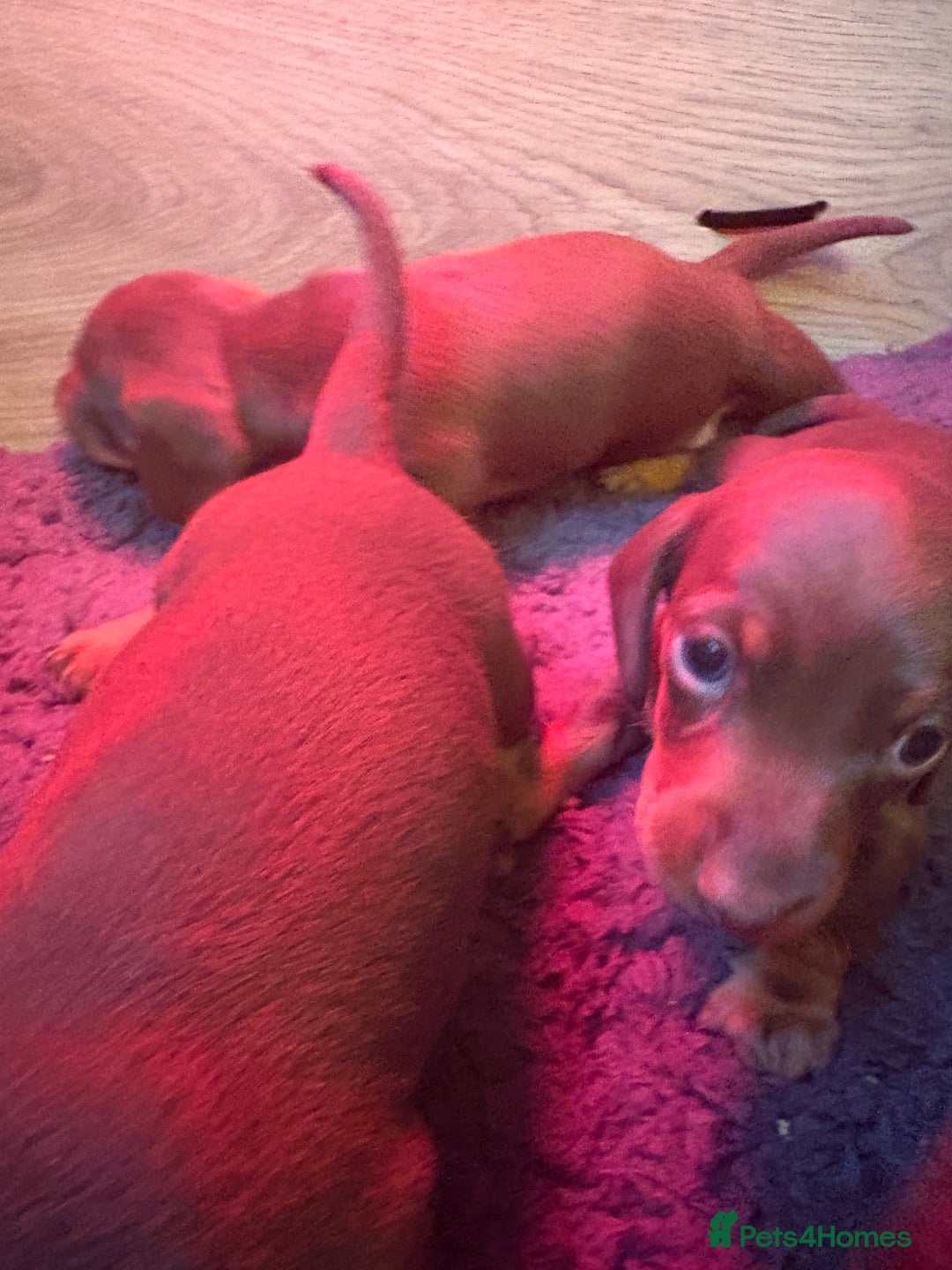 Miniature Dachshund dogs for sale: Beautiful best of breed litter - Advert 4
