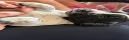 Cocker Spaniel dogs for sale: Gorgeous working cocker spaniel puppies - Advert 1