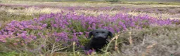 Springador dogs for sale: F1 springadors .  in Thirsk - Advert 3
