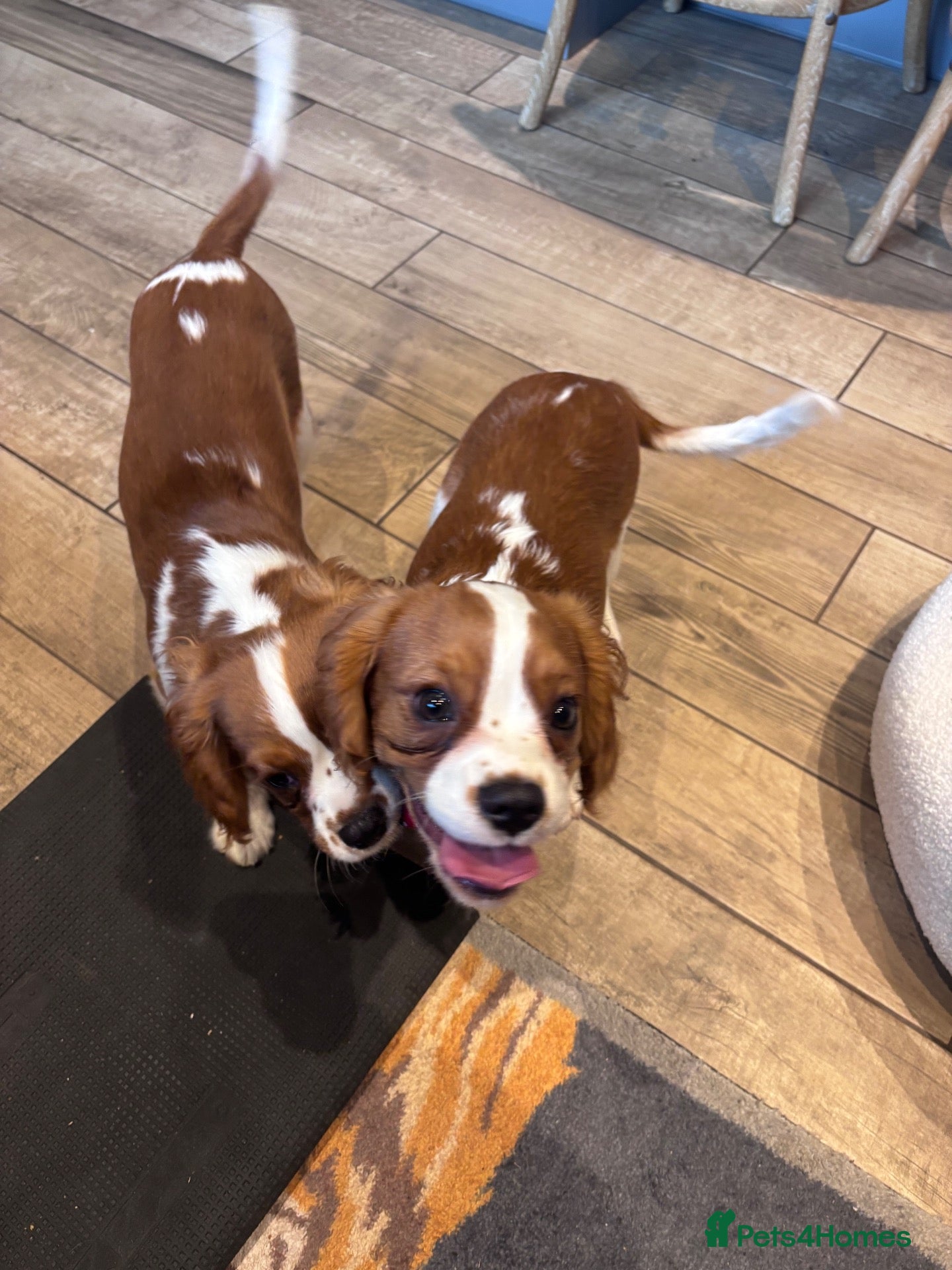 Cavalier King Charles Spaniel dogs Gorgeous chunky little puppies READY now - Advert 2