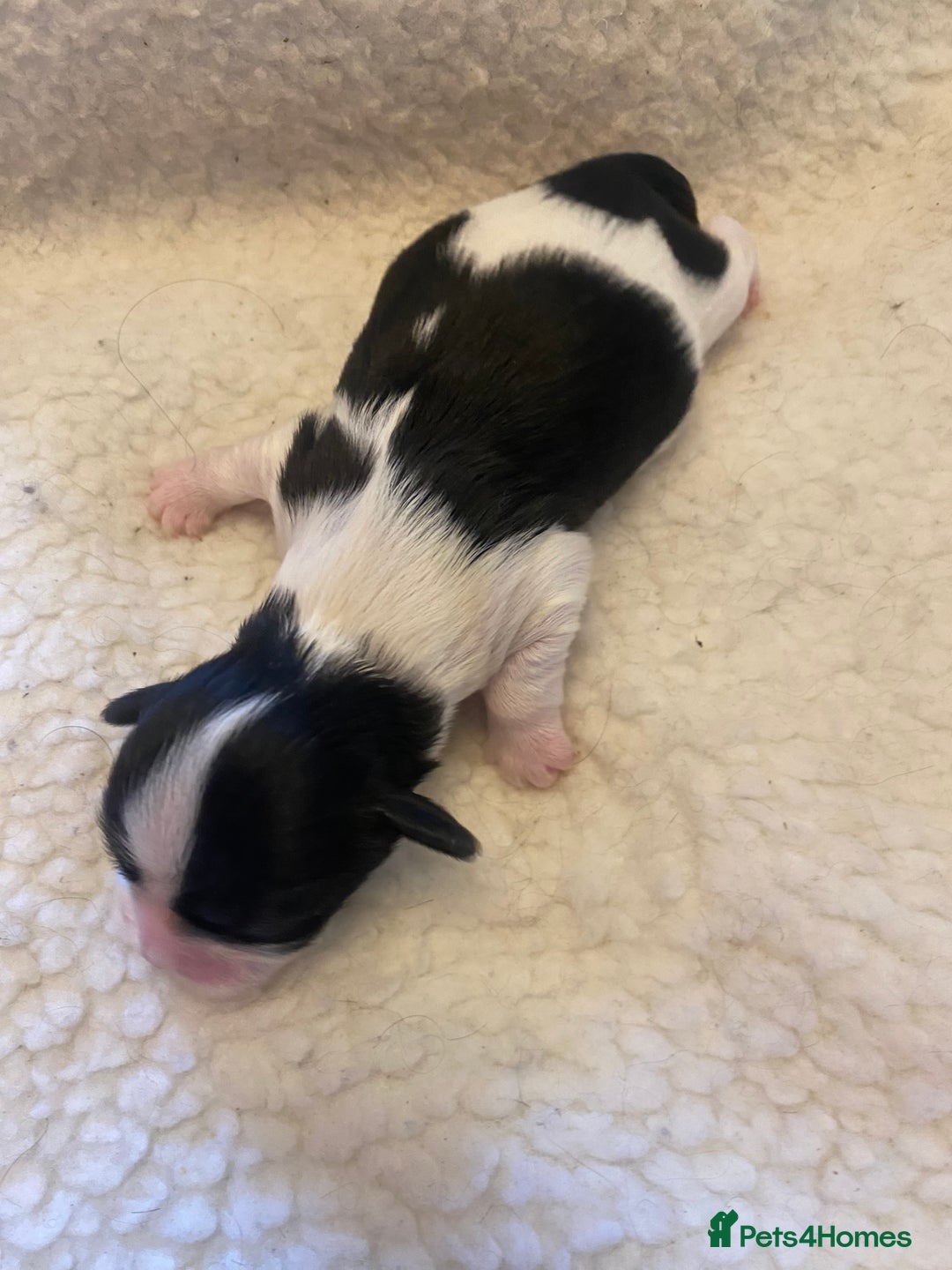Shih Tzu dogs for sale: pure breed shih tzu puppies - Advert 10