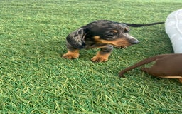 Dachshund dogs for sale: Dachshund Puppies - Image 10