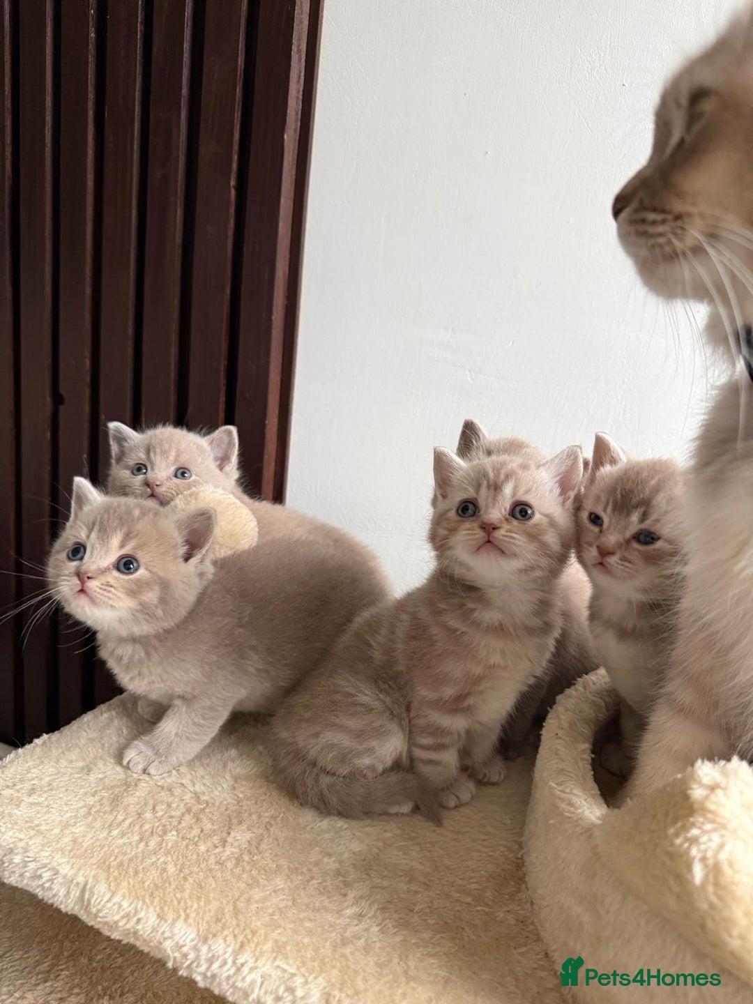 British Shorthair cats for sale: Beautiful British Shorthair kittens 3 Boys 2 Girls - Advert 16