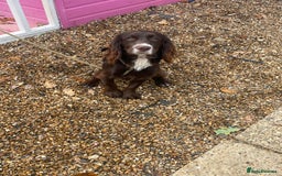 Cocker Spaniel dogs for sale: Working Cocker spaniel - Advert 2