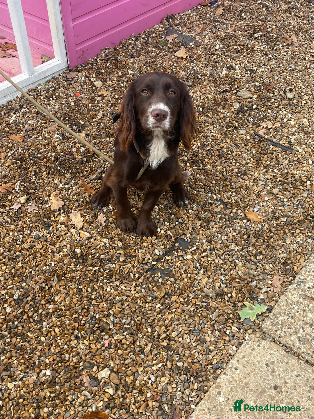 Cocker Spaniel dogs for sale: Working Cocker spaniel - Advert 2