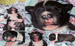Staffordshire Bull Terrier dogs for sale: Are You Ready To Meet Your New Bestfriend? 🐾 - Image 3
