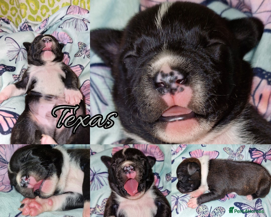 Staffordshire Bull Terrier dogs for sale: Are You Ready To Meet Your New Bestfriend? 🐾 - Image 3