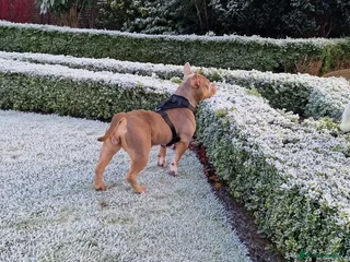 American Bully dogs Pocket Bully - Advert 16