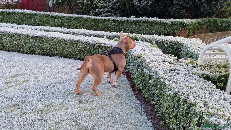 American Bully dogs Pocket Bully - Advert 2