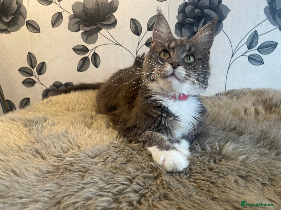 Maine Coon cats for sale: Female Maine coon  - Image 5