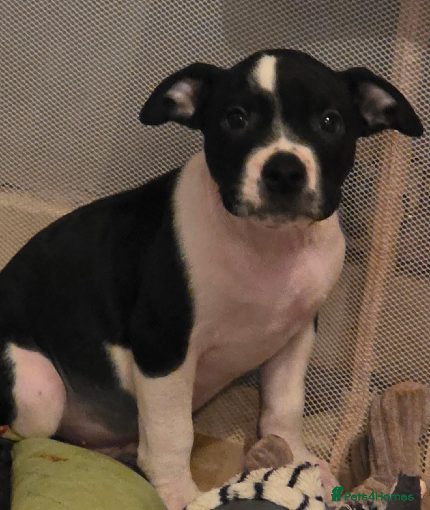 Mixed Breed dogs LAST BOY 😍READY TOO LEAVE  💝🐶  - Advert 9