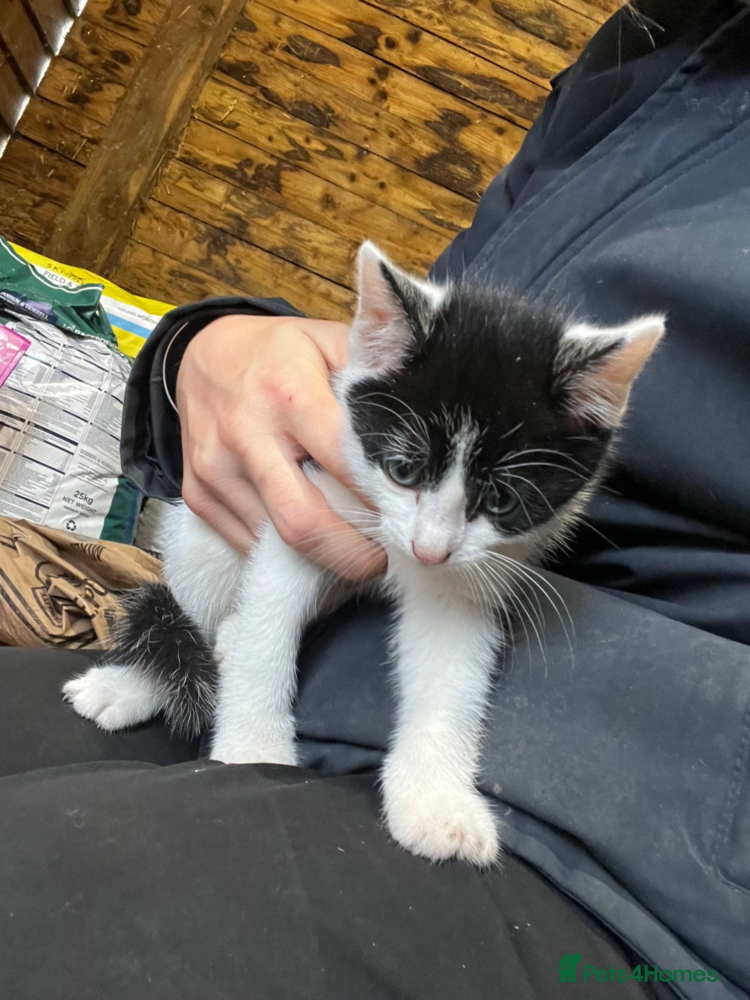 Mixed Breed cats for sale: Mixed coloured kittens looking for new homes!  - Image 5